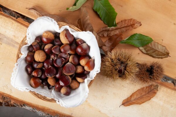 Benefícios da Castanha da Índia para Modelos: Sementes de Castanha da Índia e Como Podem Nos Ajudar na Saúde Vascular e Estética