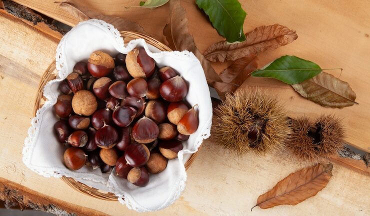 Sementes de castanha da Índia como pode nos ajudar